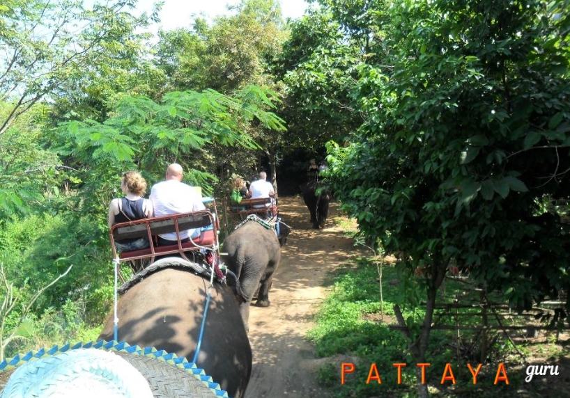 катание на слонах по джунглям.jpg