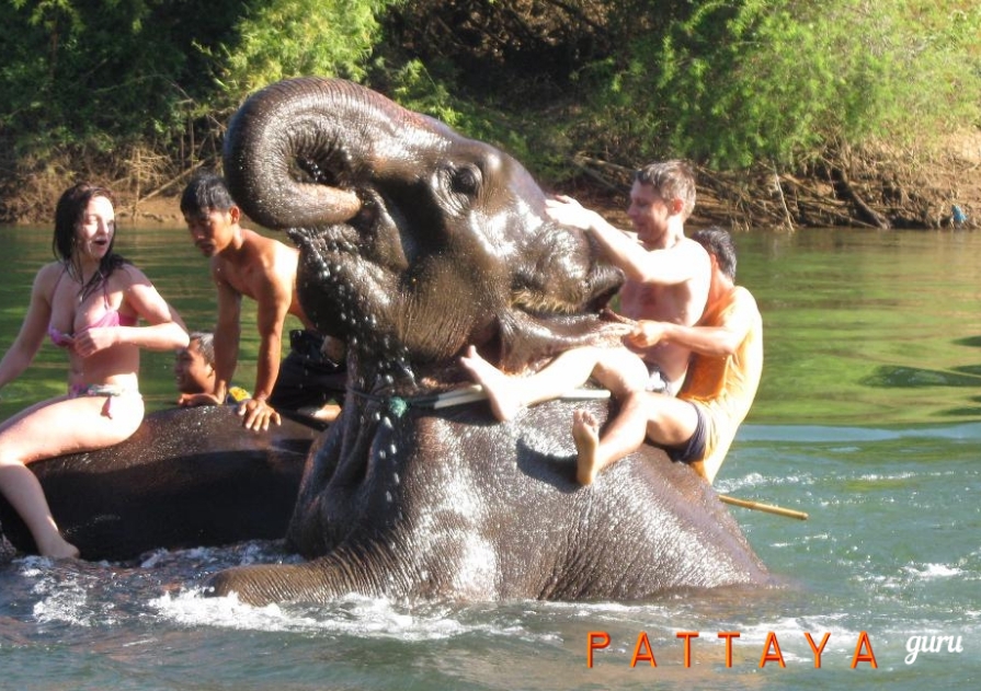 купание со слонами в Паттайе
