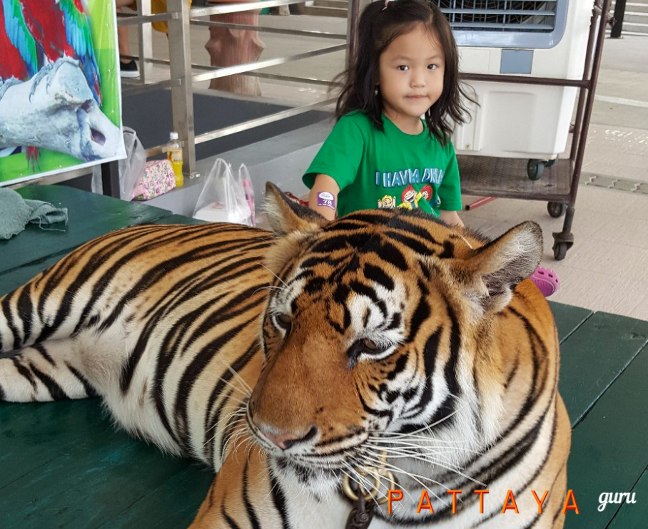 Фото с тигром в парке Нонг Нуч